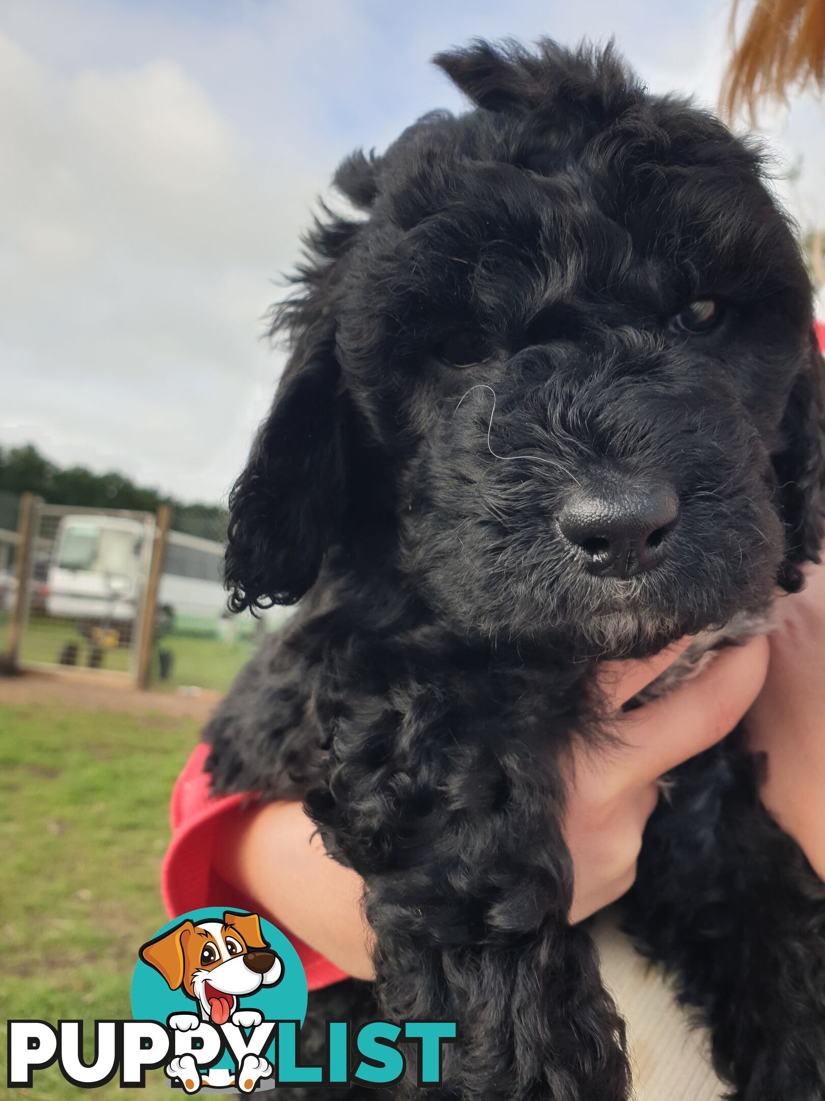 Poodle Cross Puppies (Bordoodle) Woodanilling/ Katanning