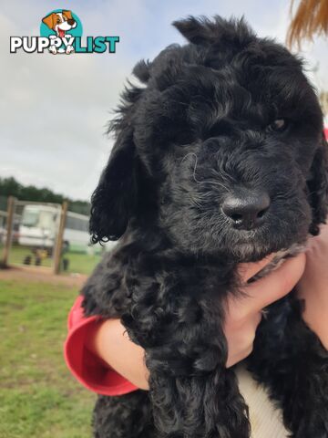 Poodle Cross Puppies (Bordoodle) Woodanilling/ Katanning