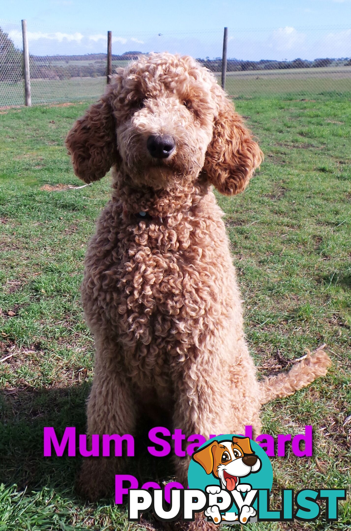 Poodle Cross Puppies (Bordoodle) Woodanilling/ Katanning