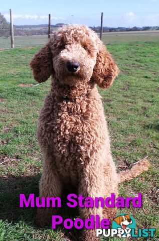 Poodle Cross Puppies (Bordoodle) Woodanilling/ Katanning