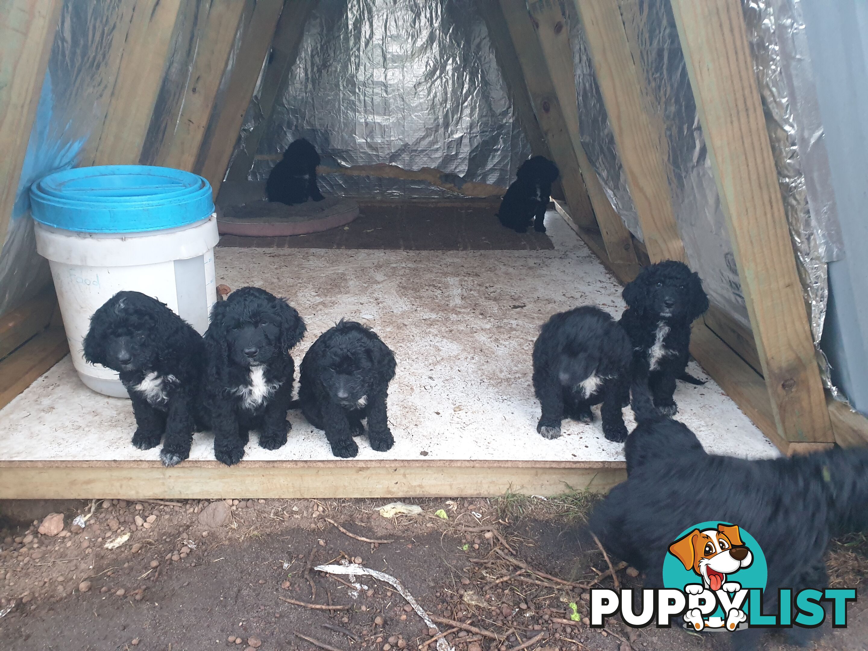 Poodle Cross Puppies (Bordoodle) Woodanilling/ Katanning