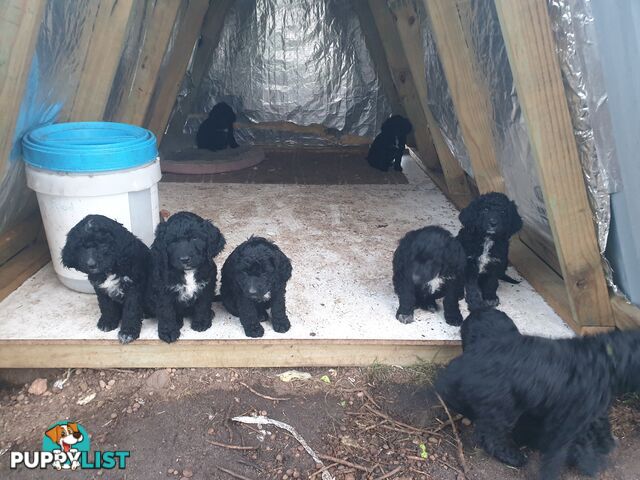 Poodle Cross Puppies (Bordoodle) Woodanilling/ Katanning