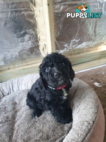 Poodle Cross Puppies (Bordoodle) Woodanilling/ Katanning