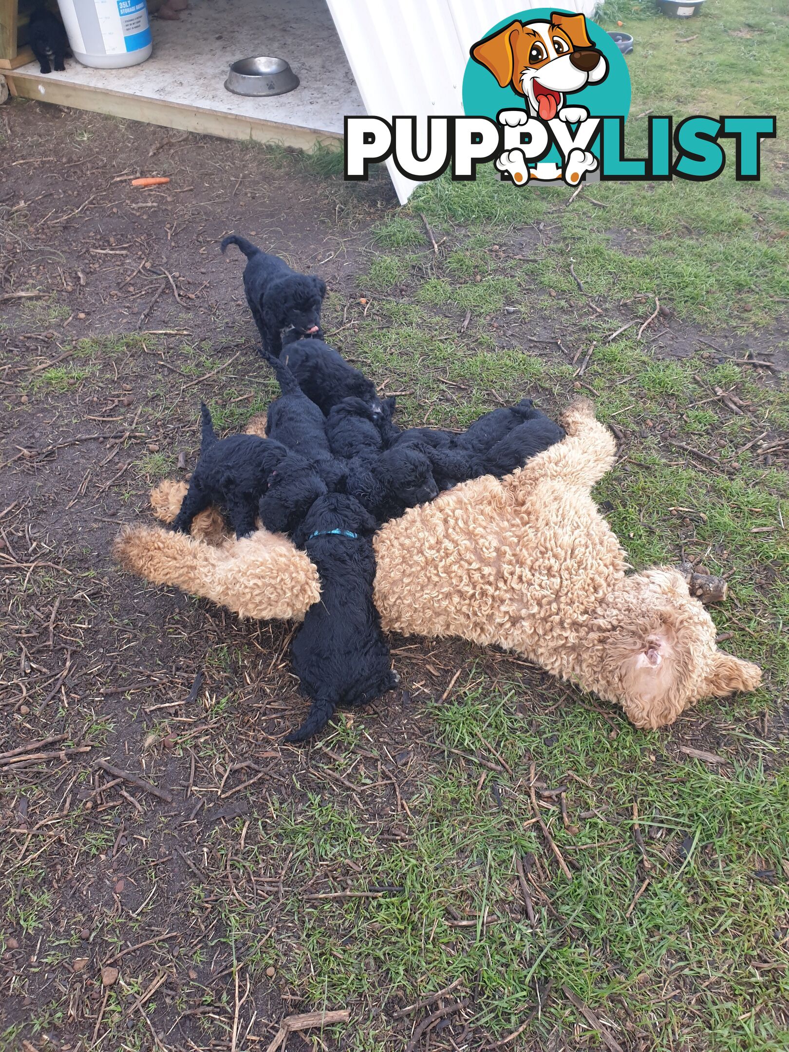 Poodle Cross Puppies (Bordoodle) Woodanilling/ Katanning