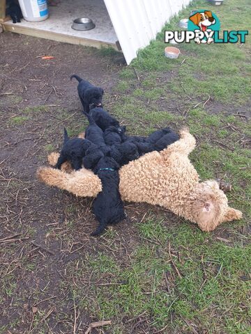 Poodle Cross Puppies (Bordoodle) Woodanilling/ Katanning