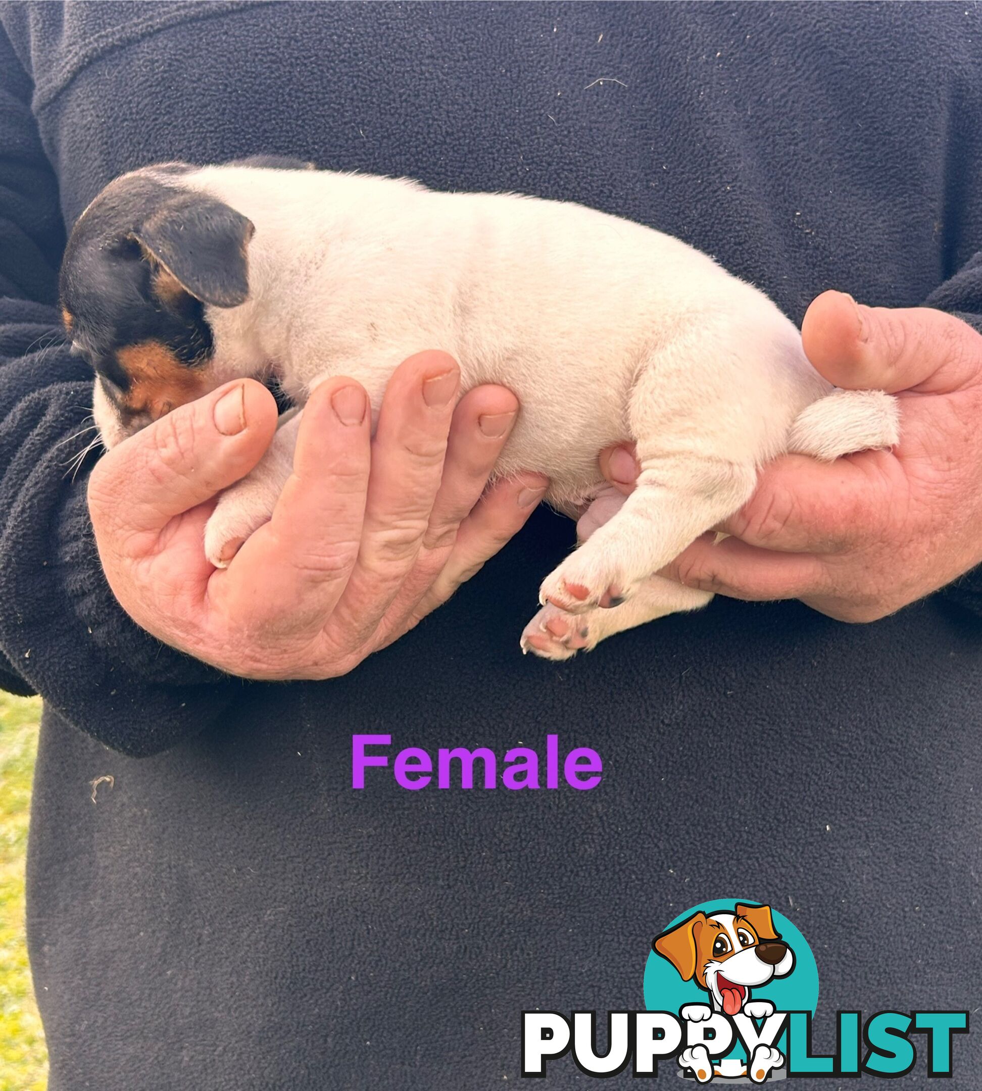 Jack Russell Terrier pups