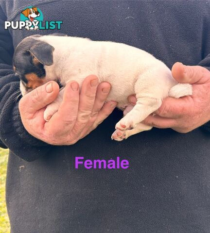 Jack Russell Terrier pups