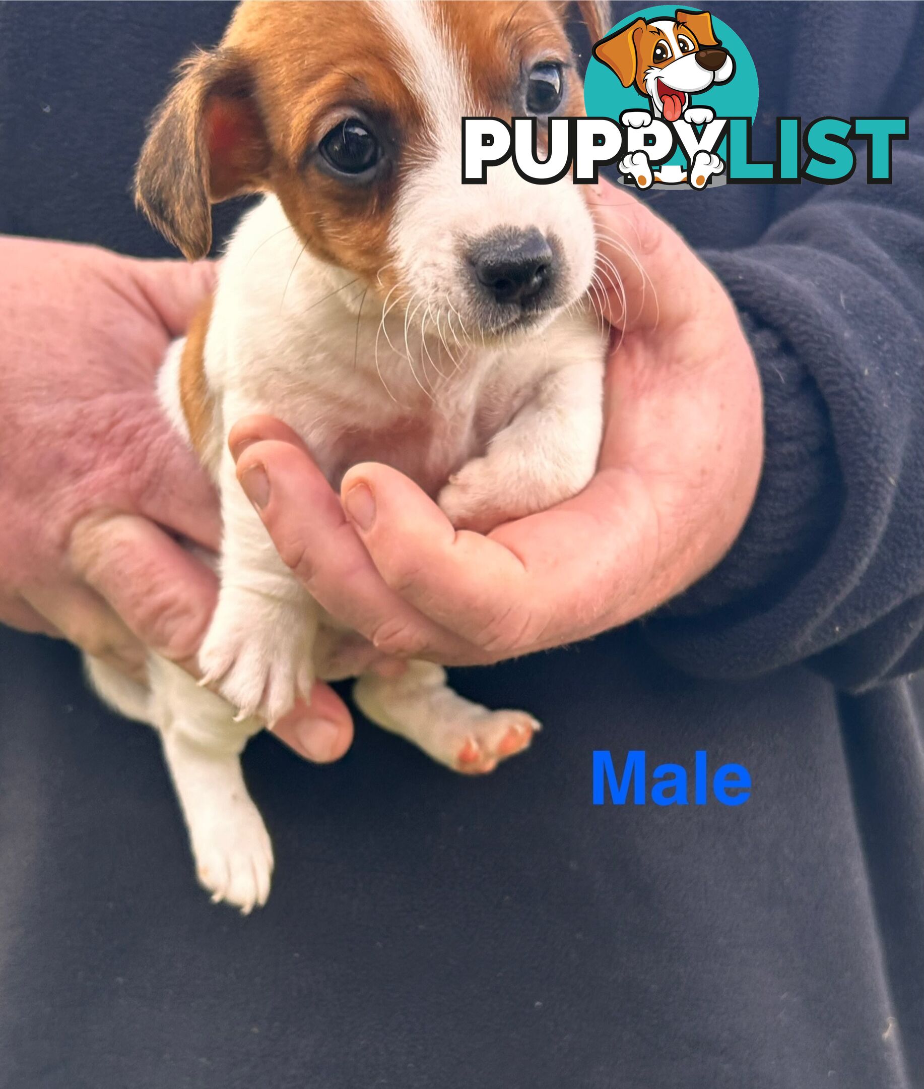 Jack Russell Terrier pups