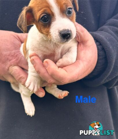 Jack Russell Terrier pups
