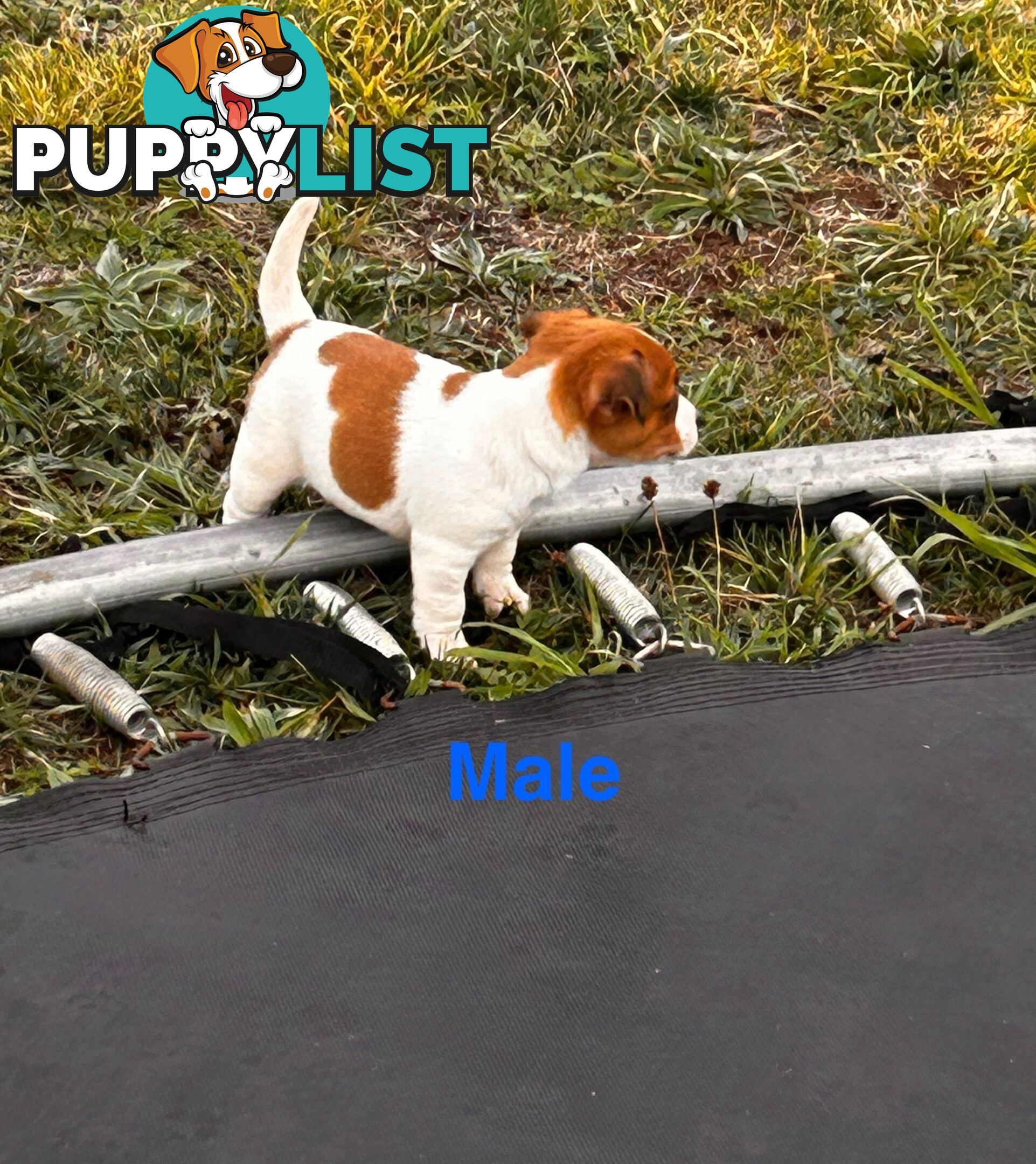 Jack Russell Terrier pups
