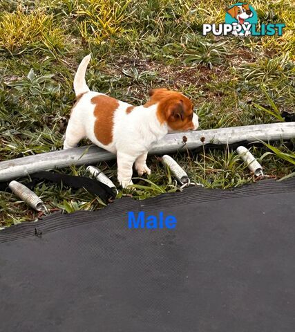 Jack Russell Terrier pups