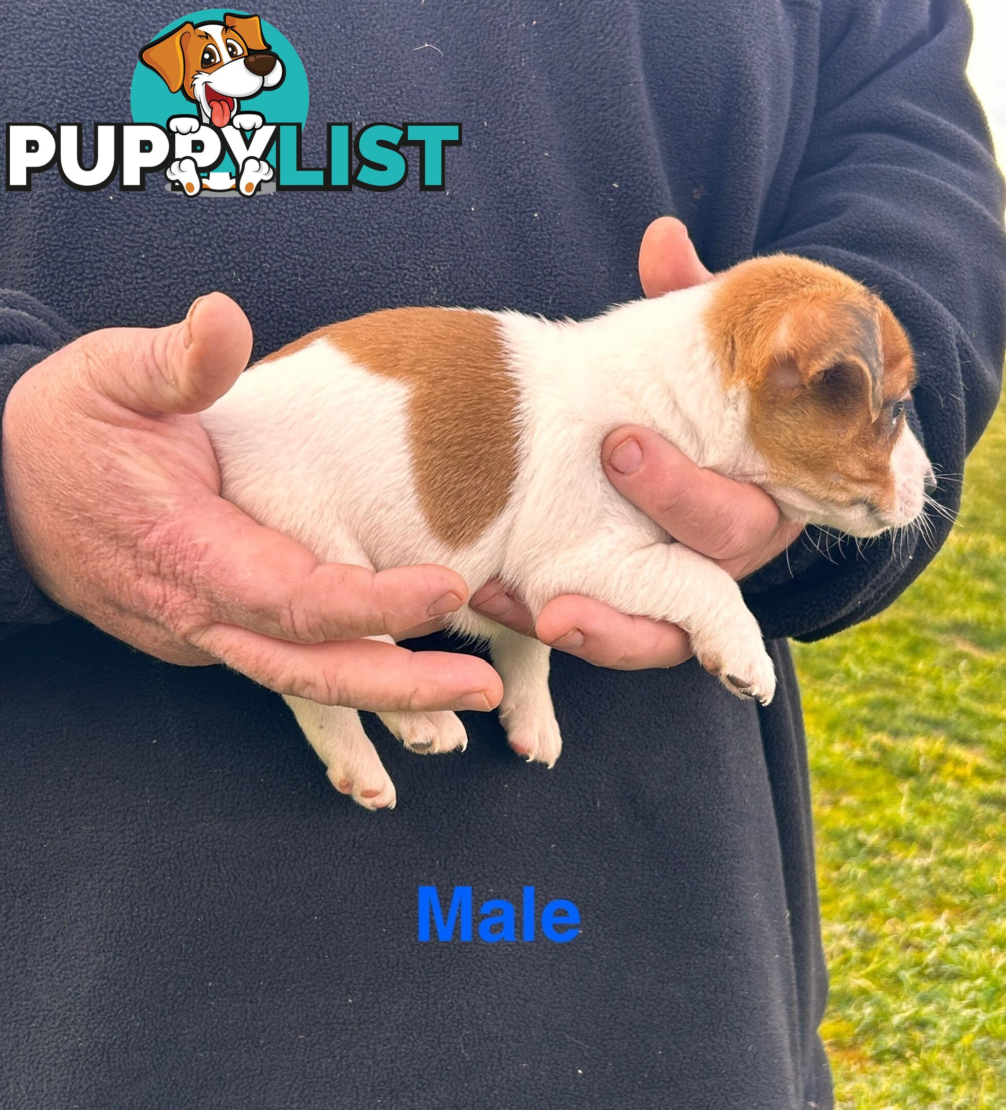 Jack Russell Terrier pups