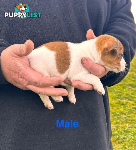 Jack Russell Terrier pups