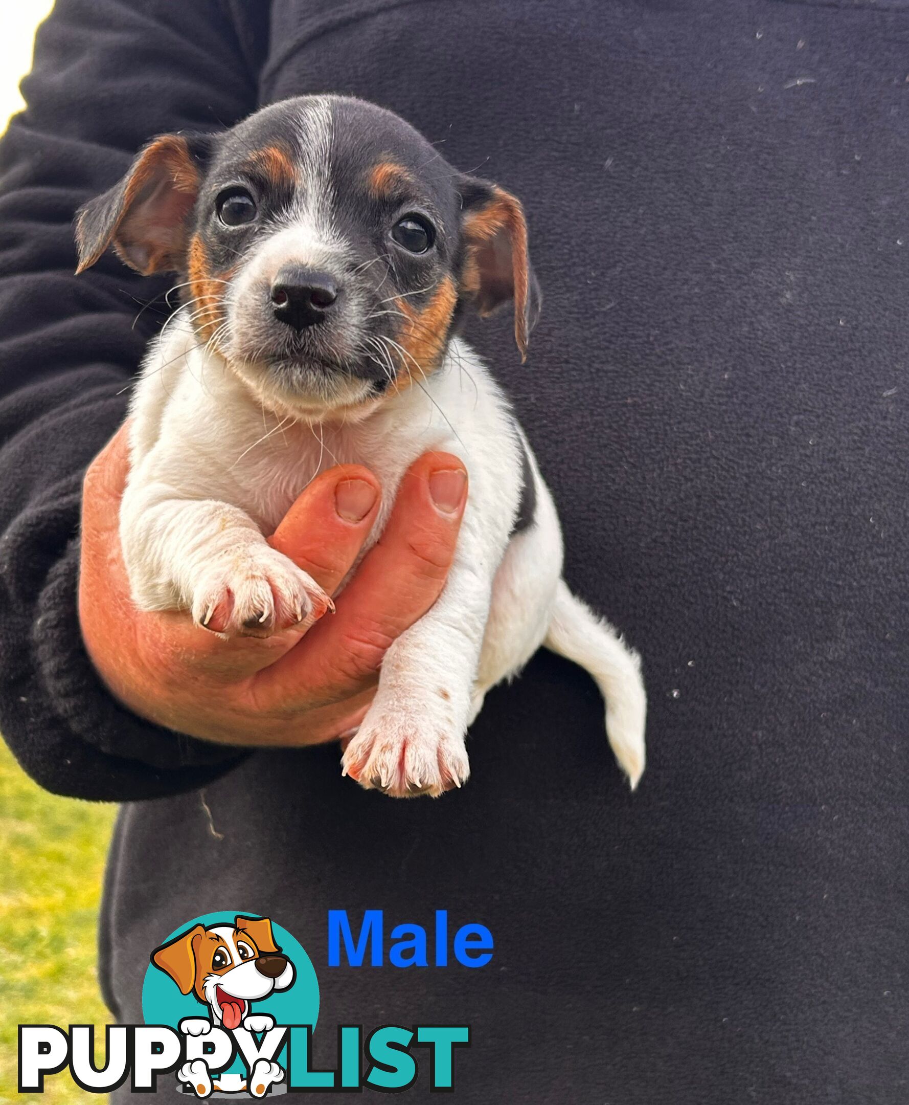 Jack Russell Terrier pups
