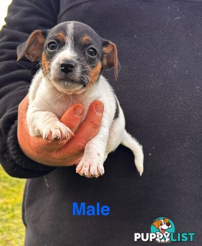 Jack Russell Terrier pups