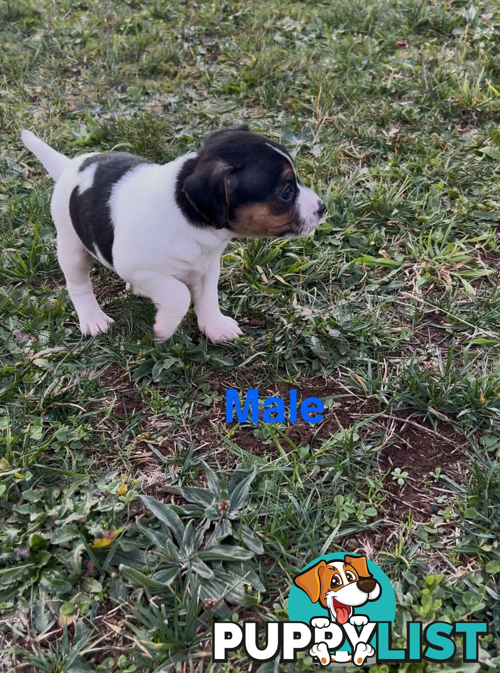 Jack Russell Terrier pups