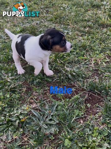 Jack Russell Terrier pups