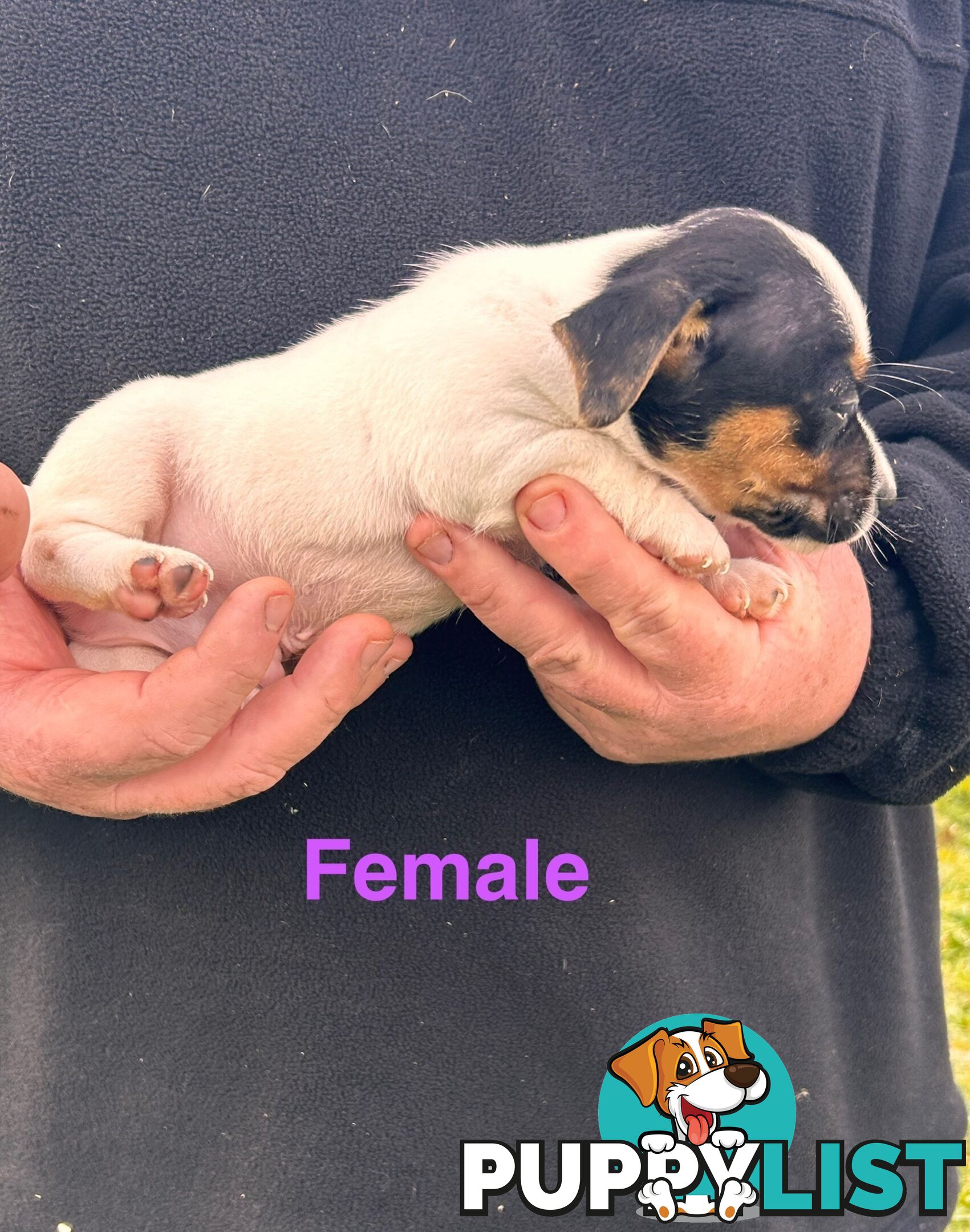 Jack Russell Terrier pups