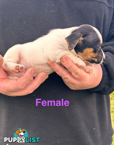 Jack Russell Terrier pups