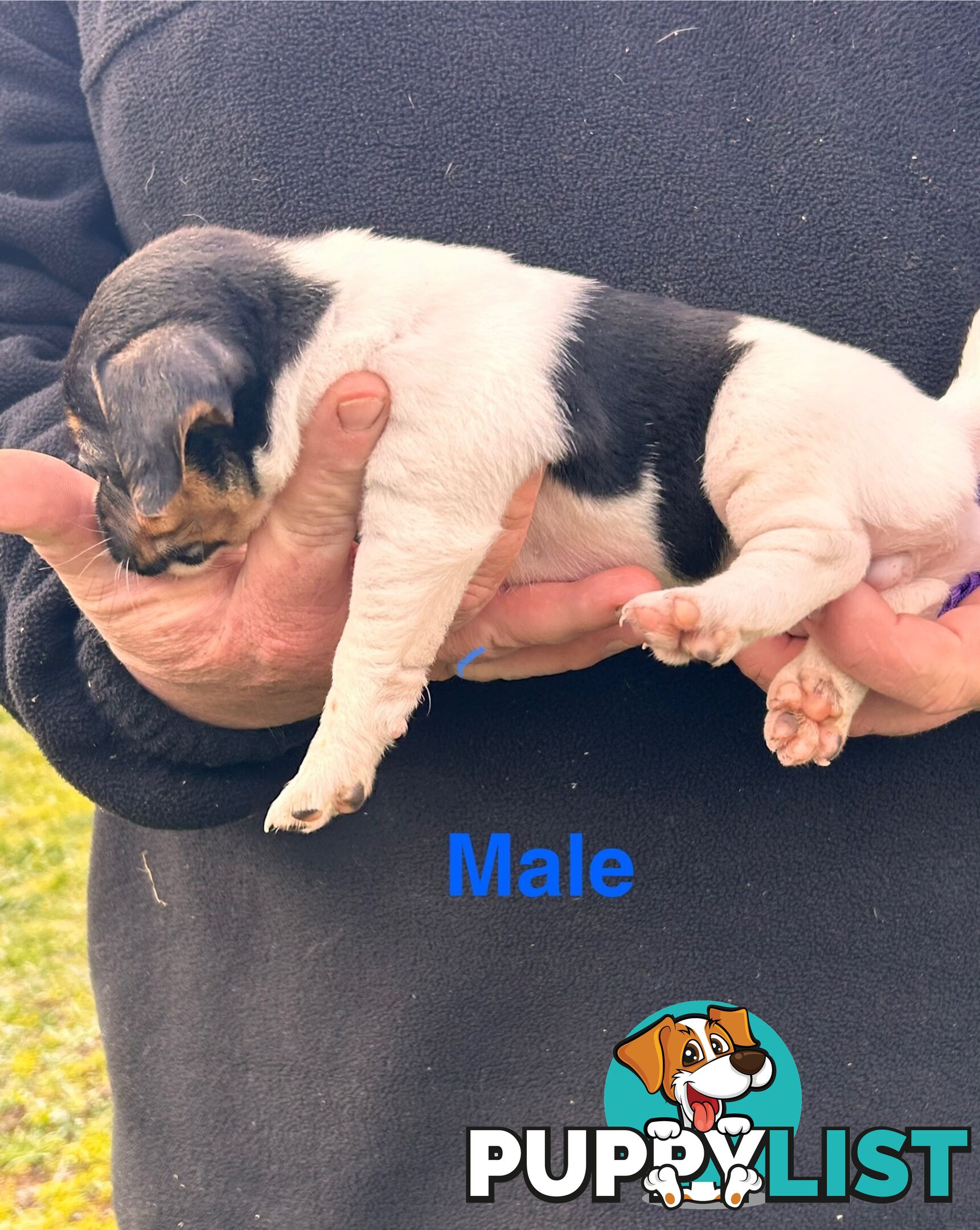Jack Russell Terrier pups
