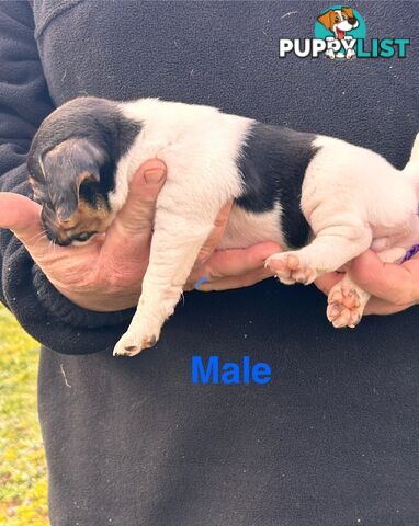 Jack Russell Terrier pups