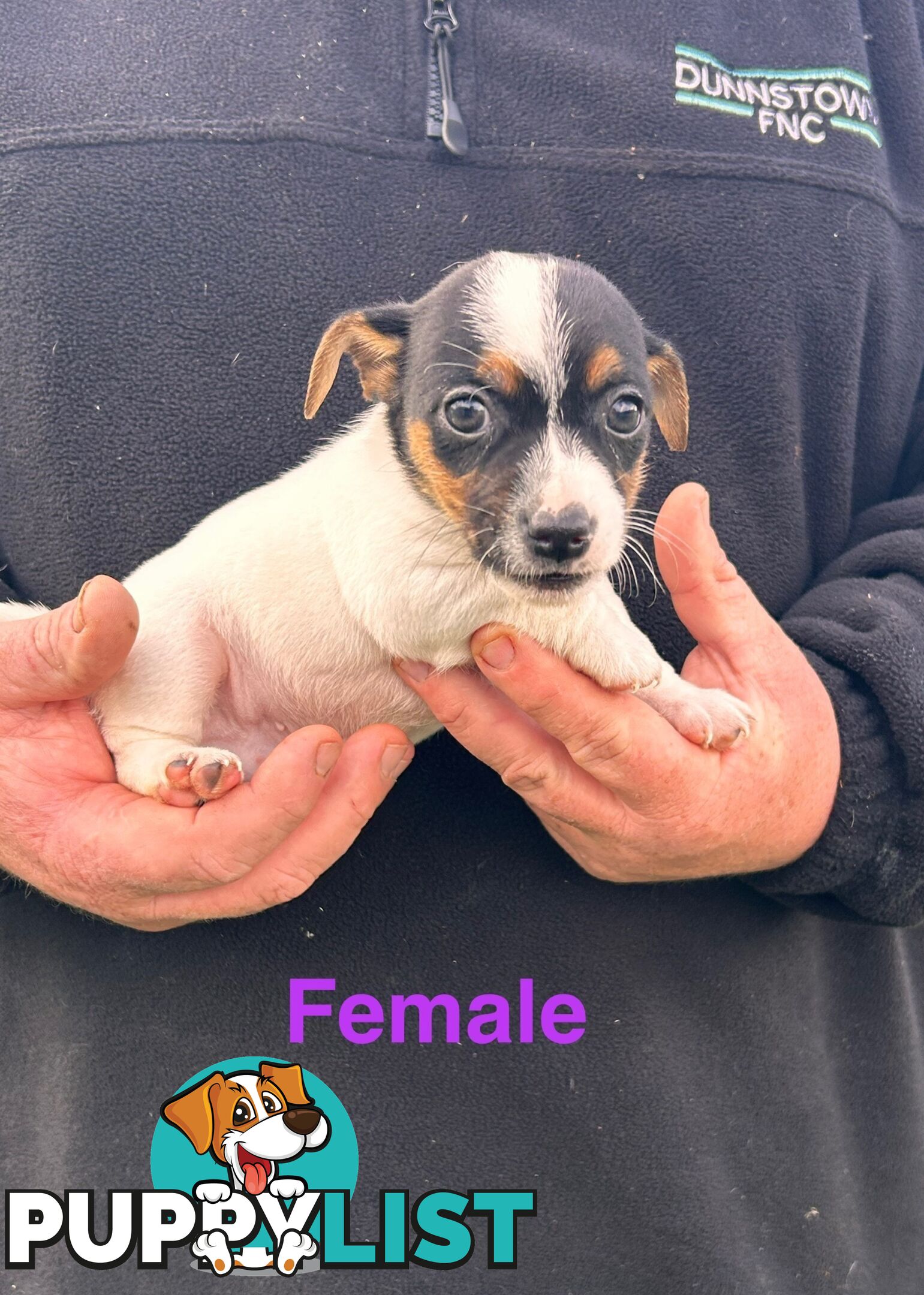Jack Russell Terrier pups