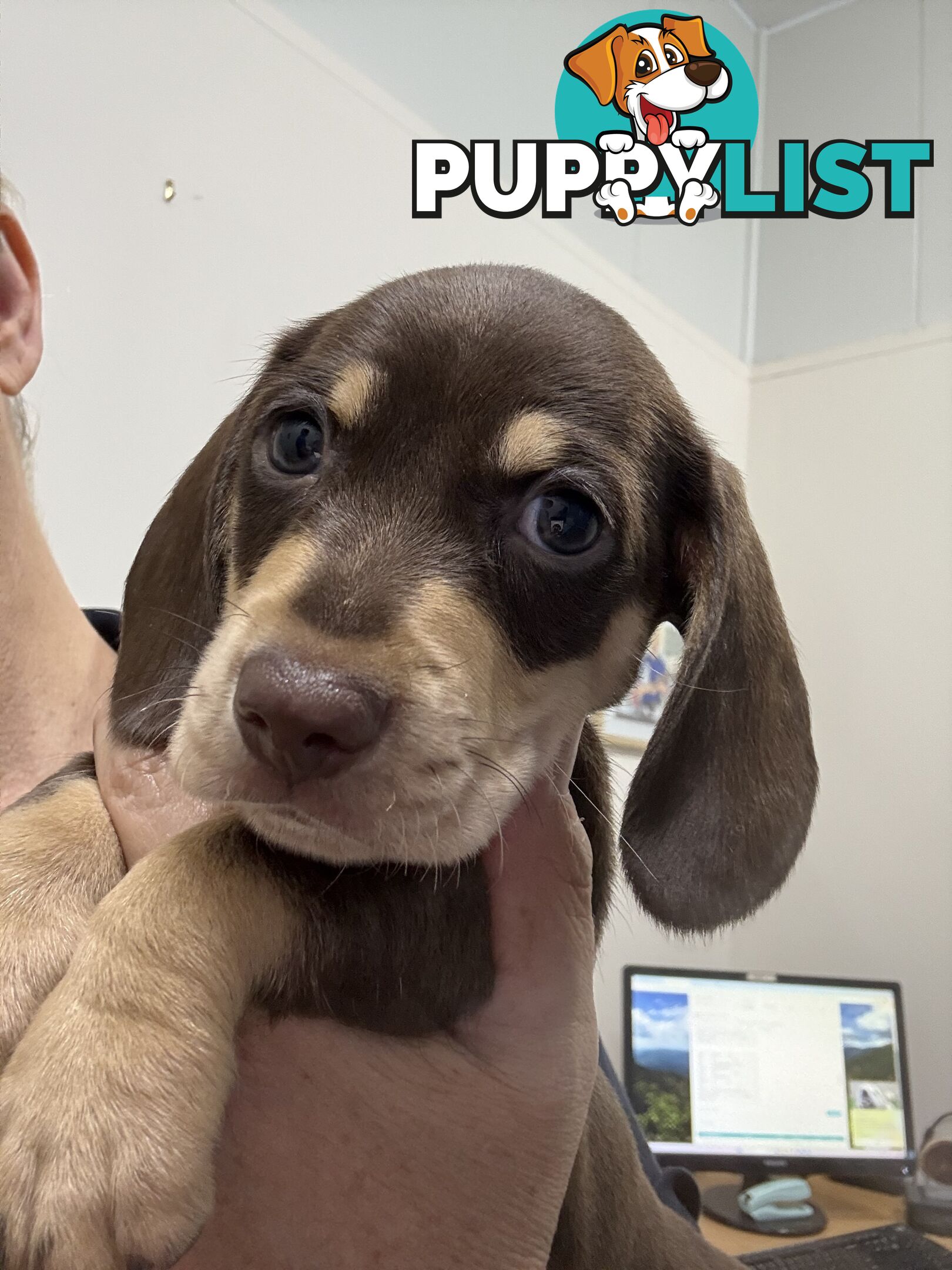 Miniature dachshund puppy