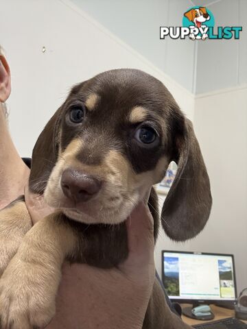 Miniature dachshund puppy