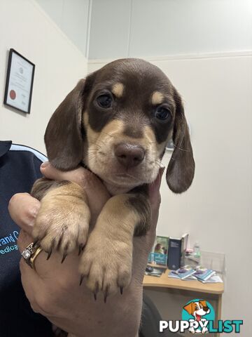 Miniature dachshund puppy