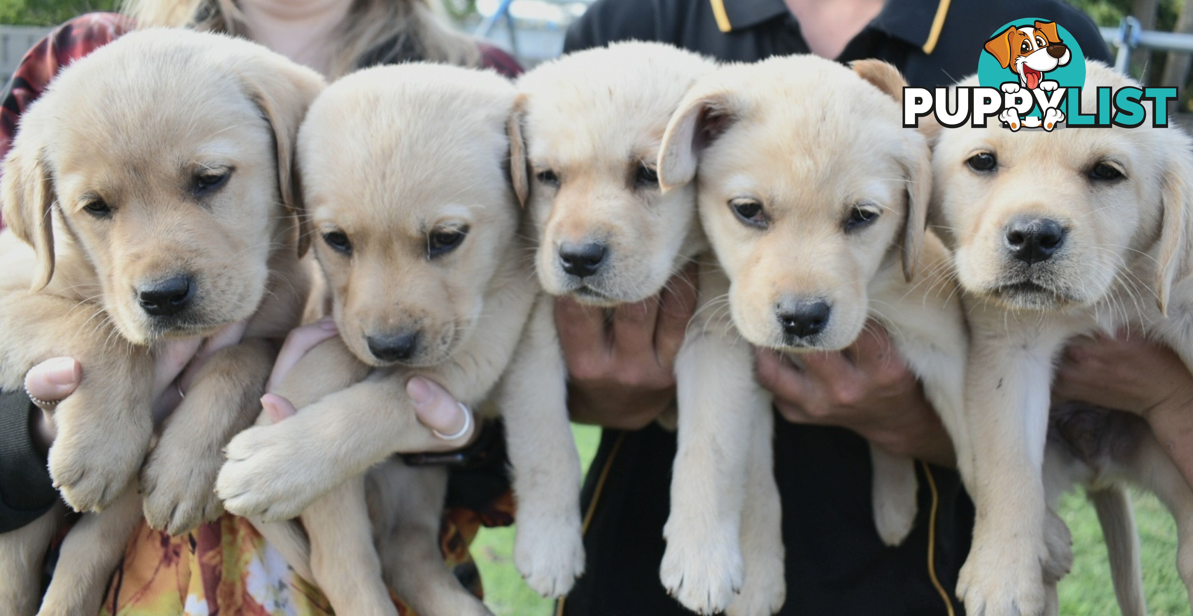 Labrador puppies