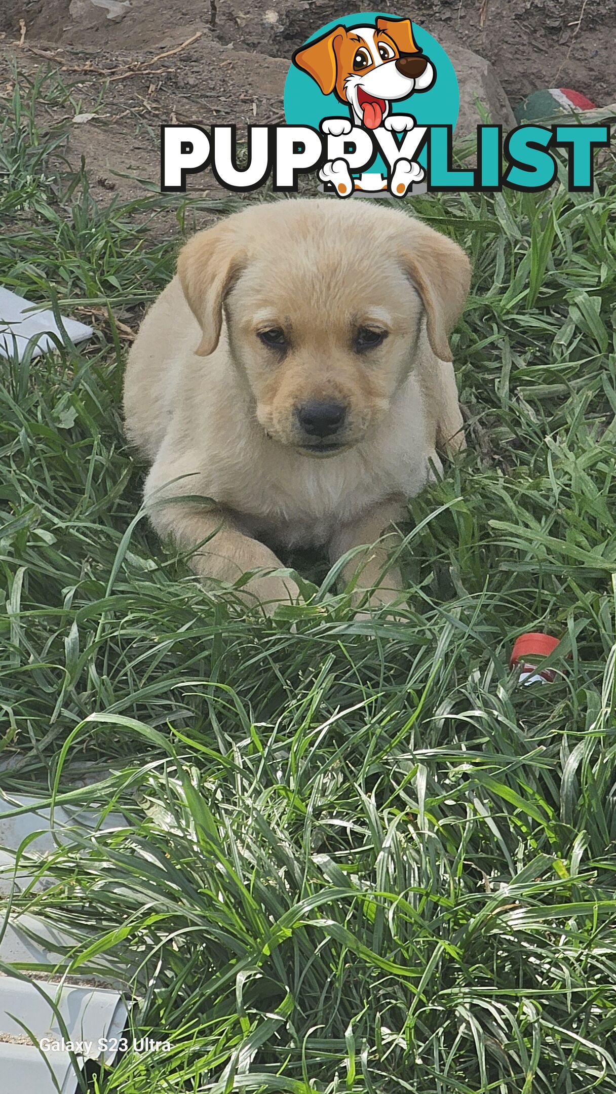 Labrador puppies