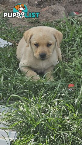 Labrador puppies