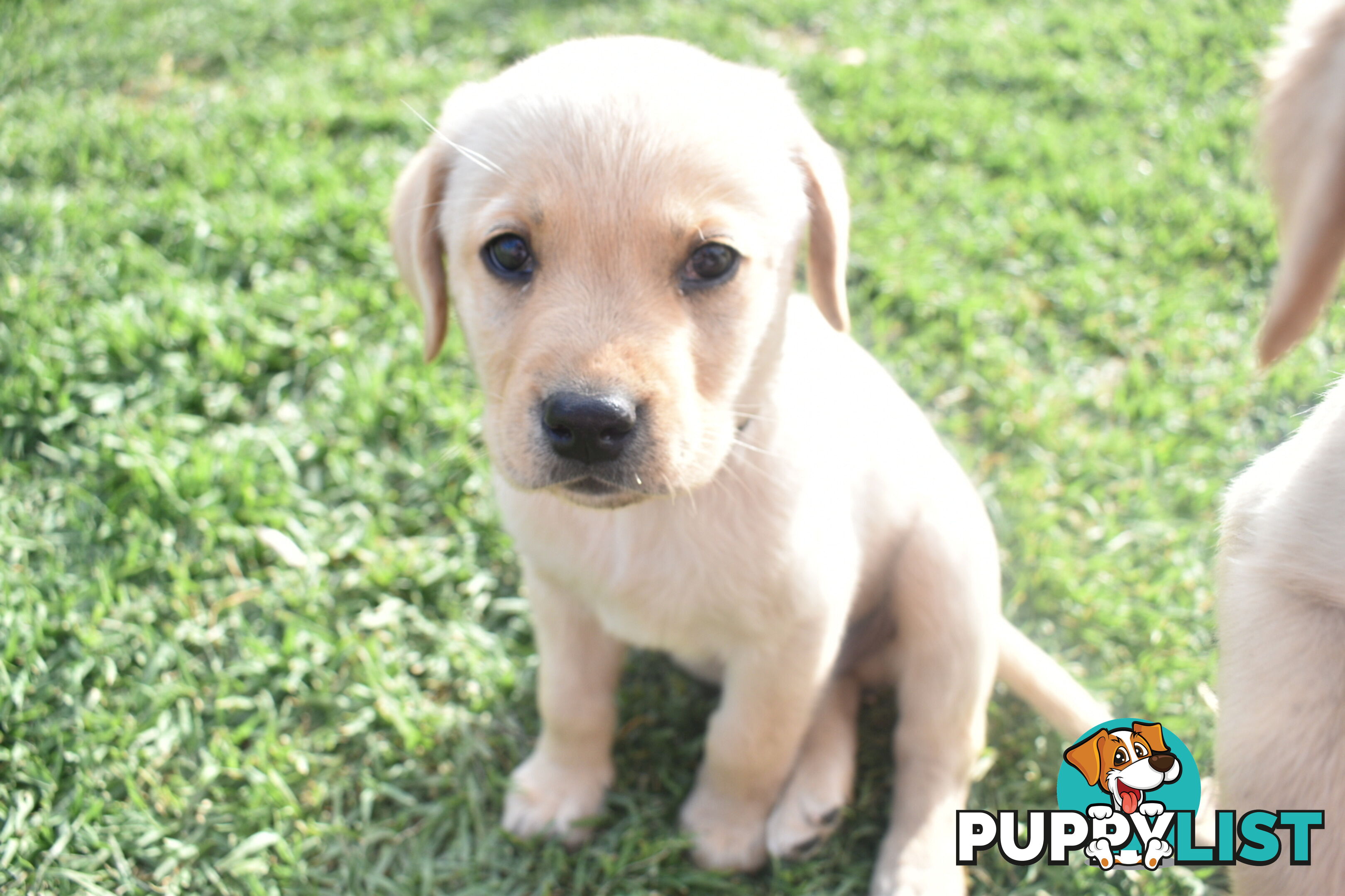 Labrador puppies