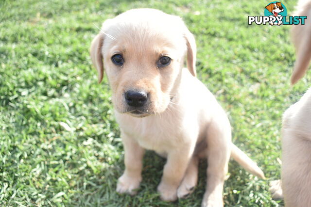 Labrador puppies