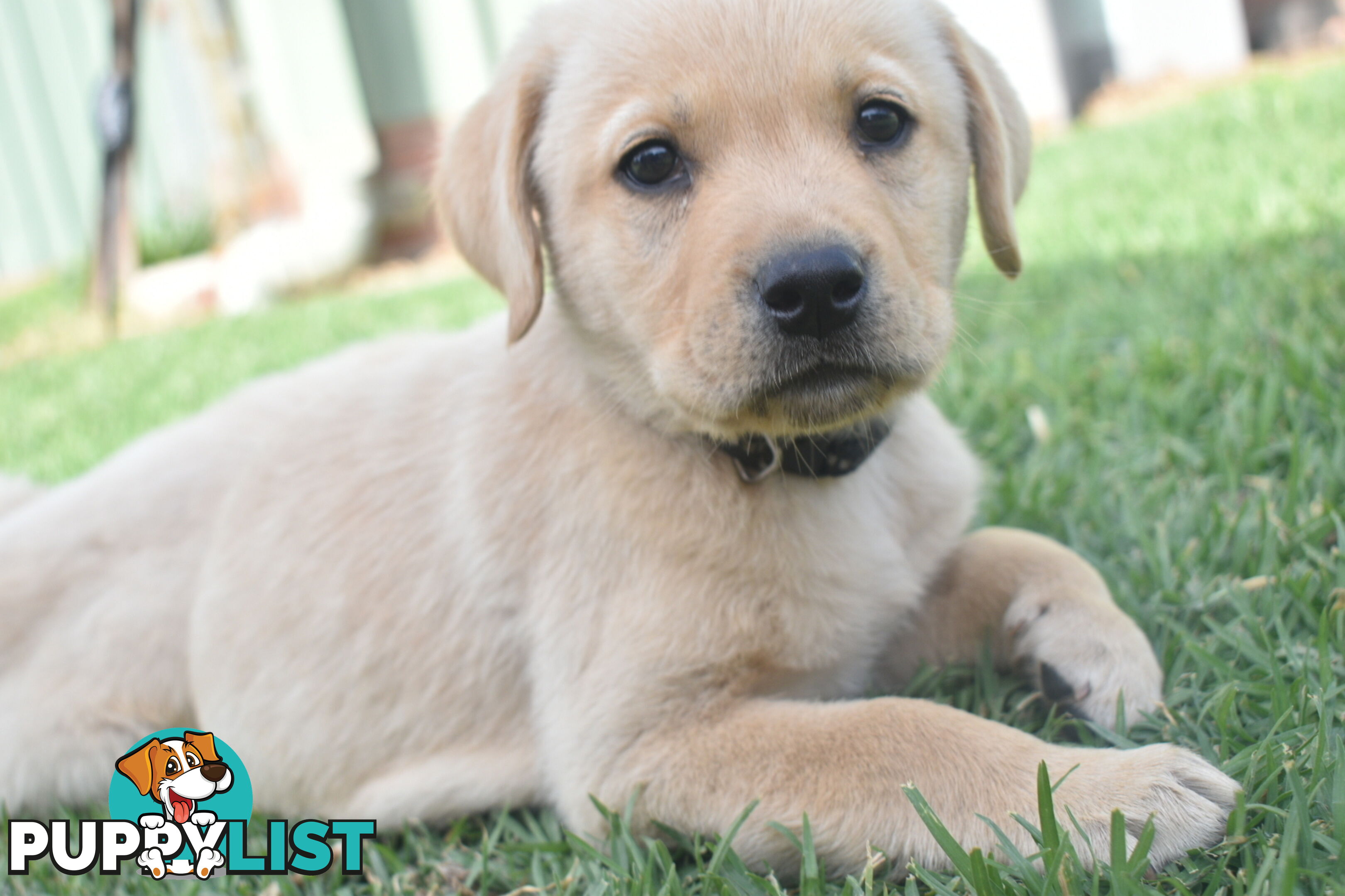 Labrador puppies