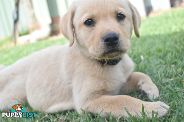 Labrador puppies