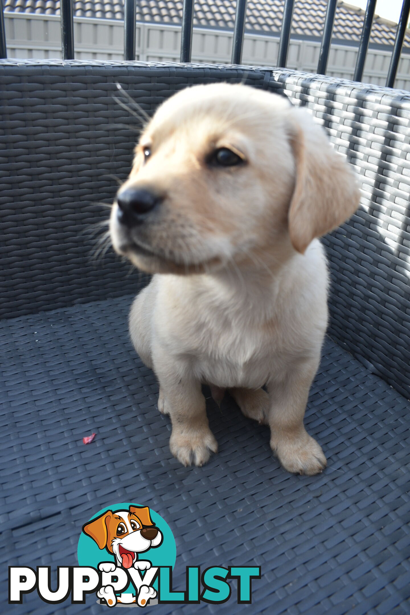 Labrador puppies