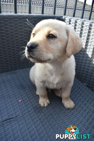 Labrador puppies