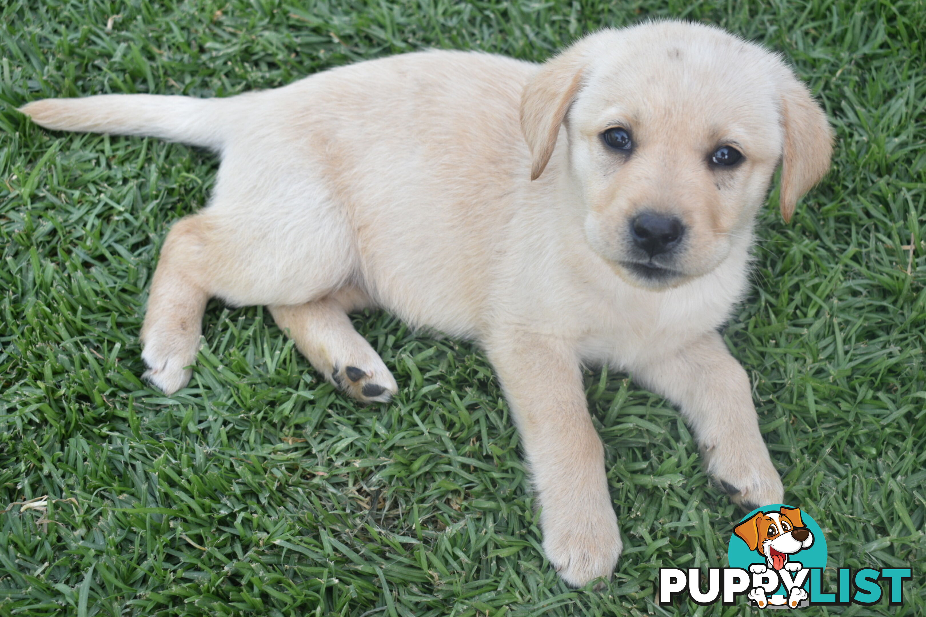 Labrador puppies