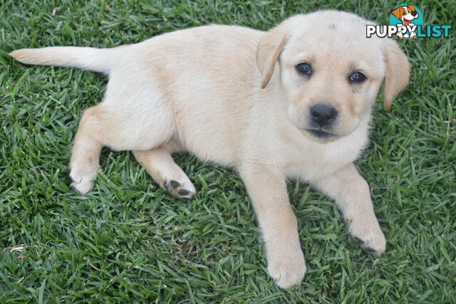 Labrador puppies