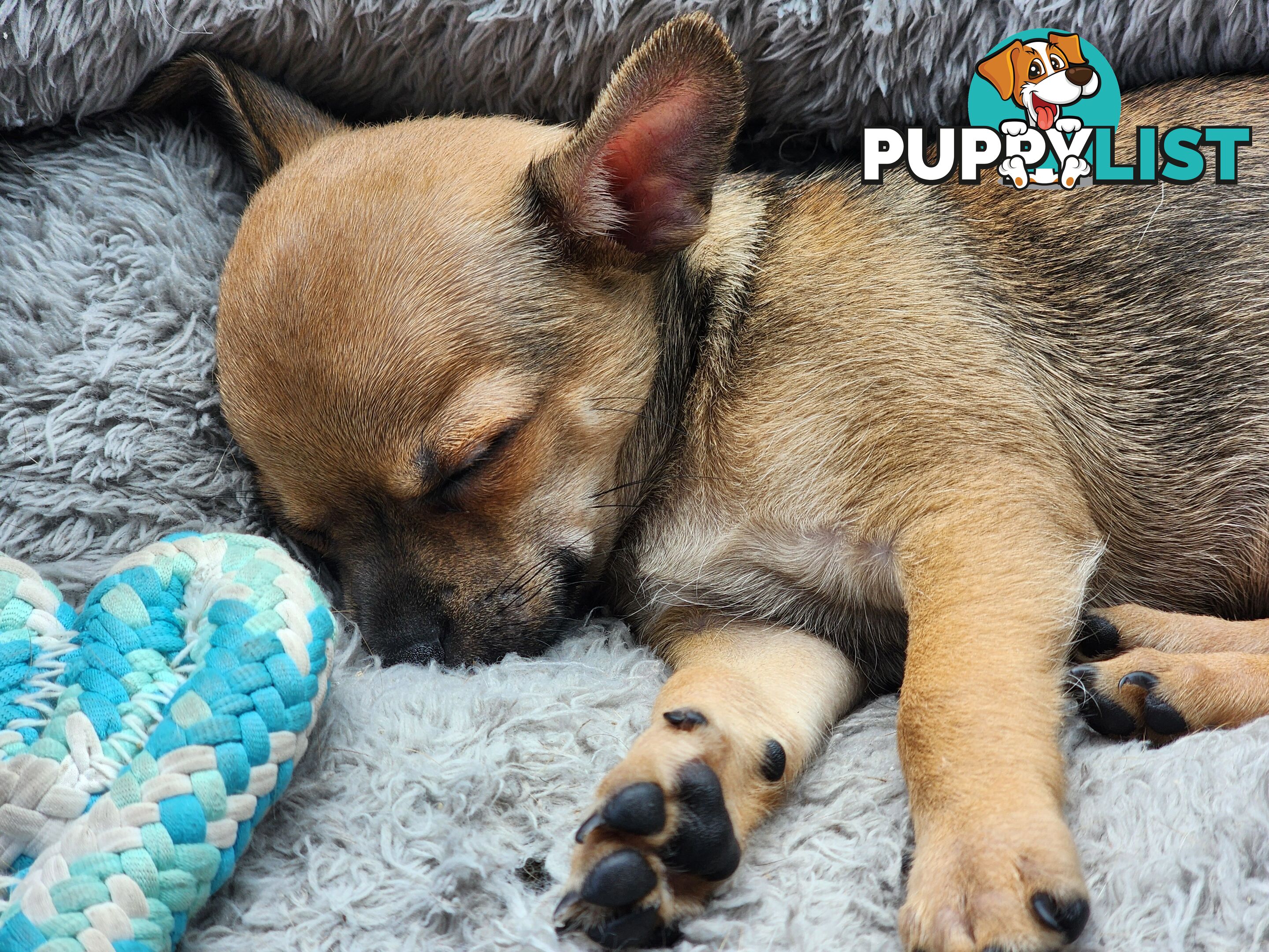 Pure Bred Deer Head Chihuahua 1 Male