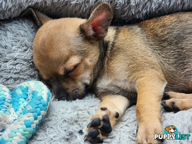 Pure Bred Deer Head Chihuahua 1 Male