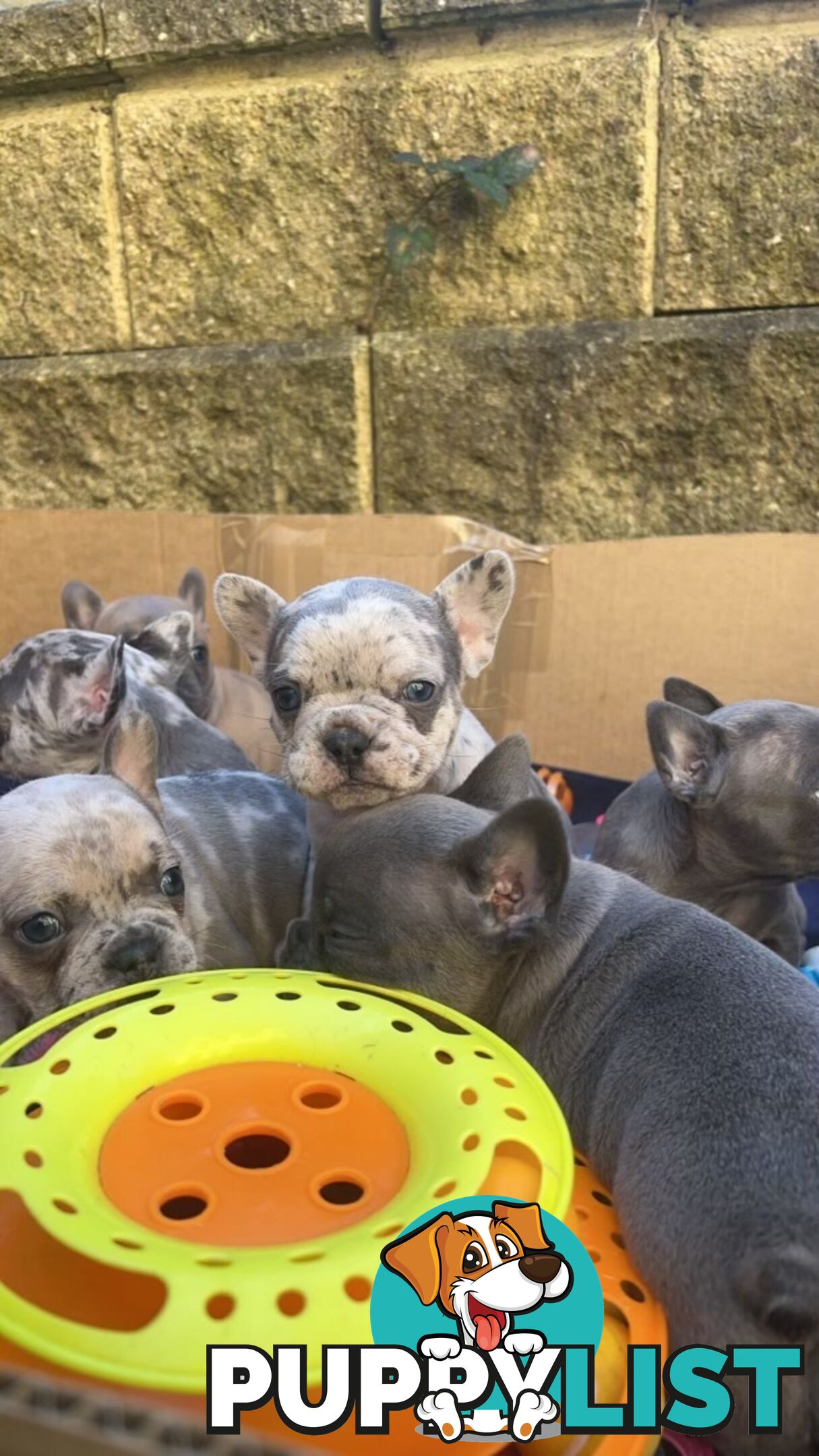 PUREBRED FRENCH BULLDOGS