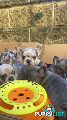 PUREBRED FRENCH BULLDOGS