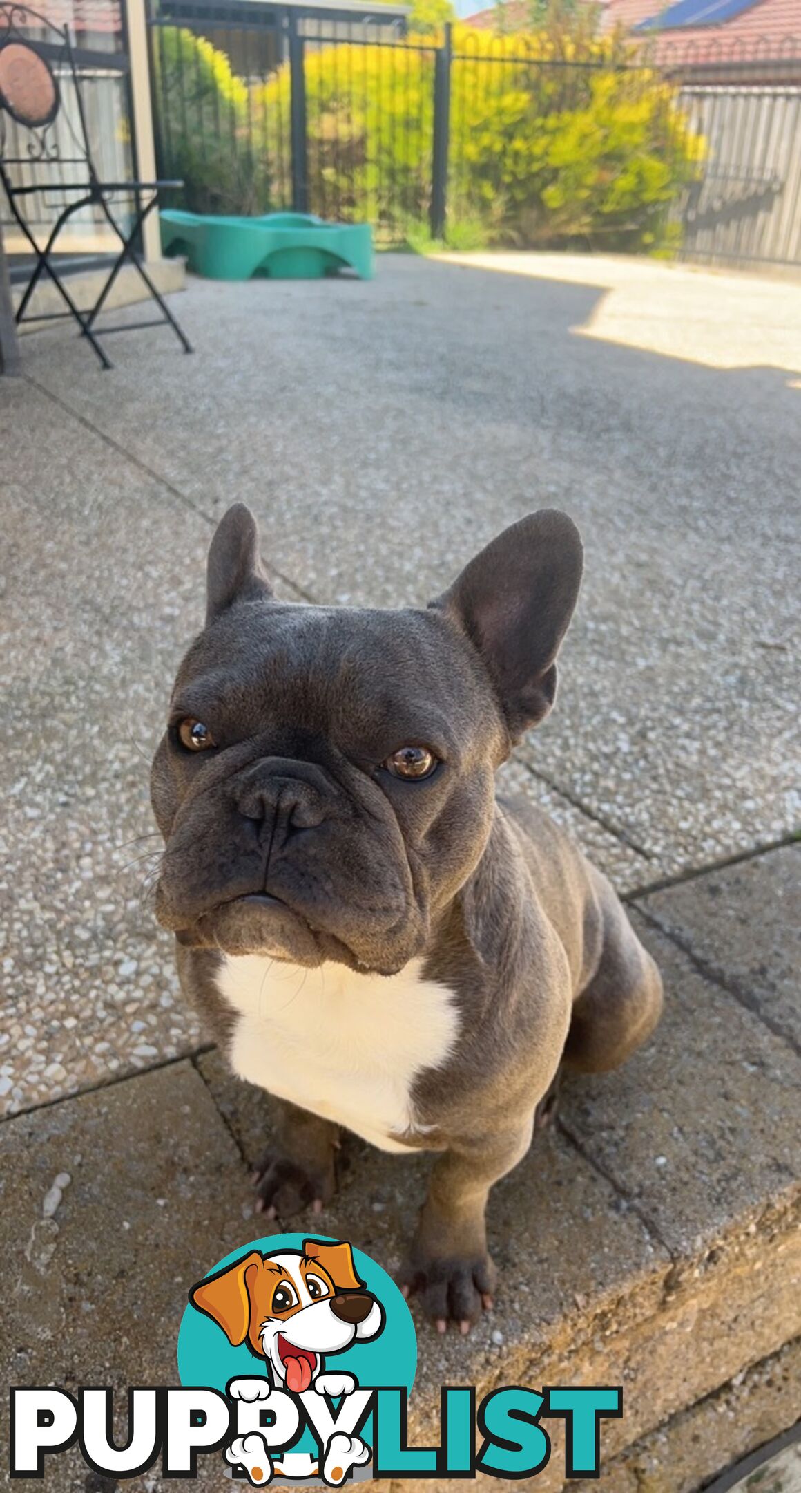 PUREBRED FRENCH BULLDOGS