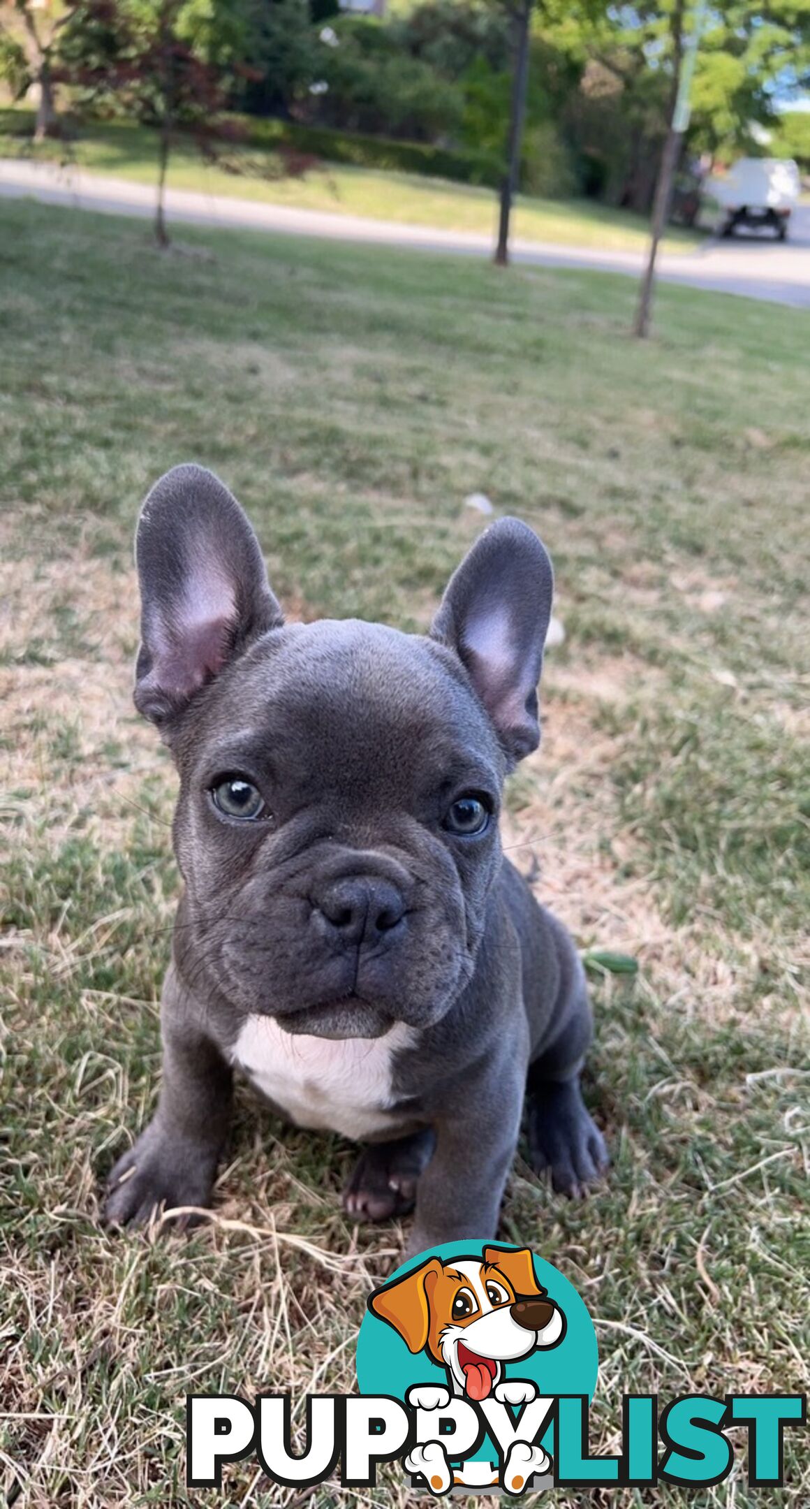 PUREBRED FRENCH BULLDOGS