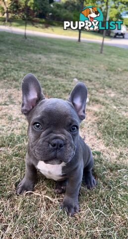 PUREBRED FRENCH BULLDOGS