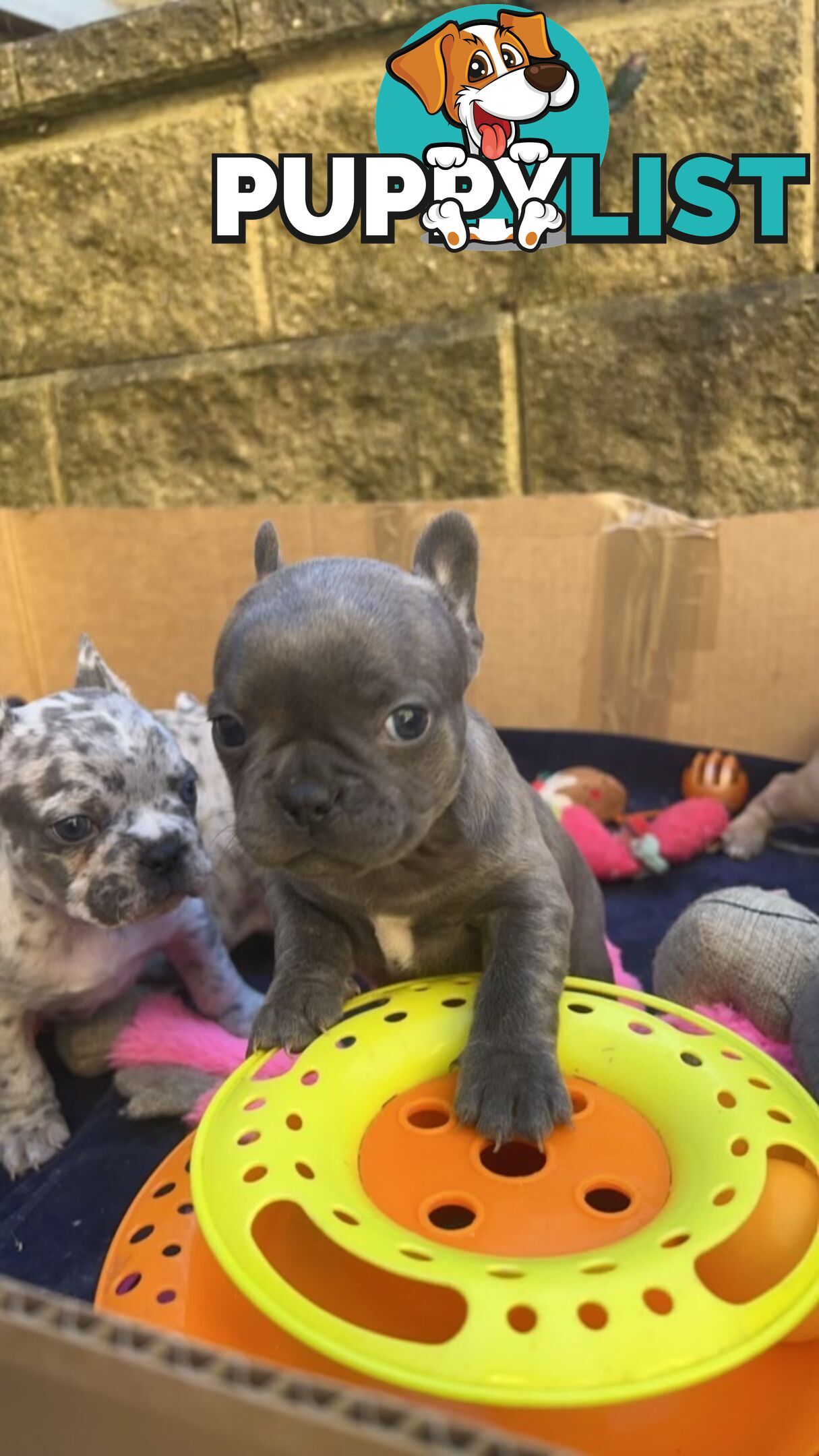 PUREBRED FRENCH BULLDOGS