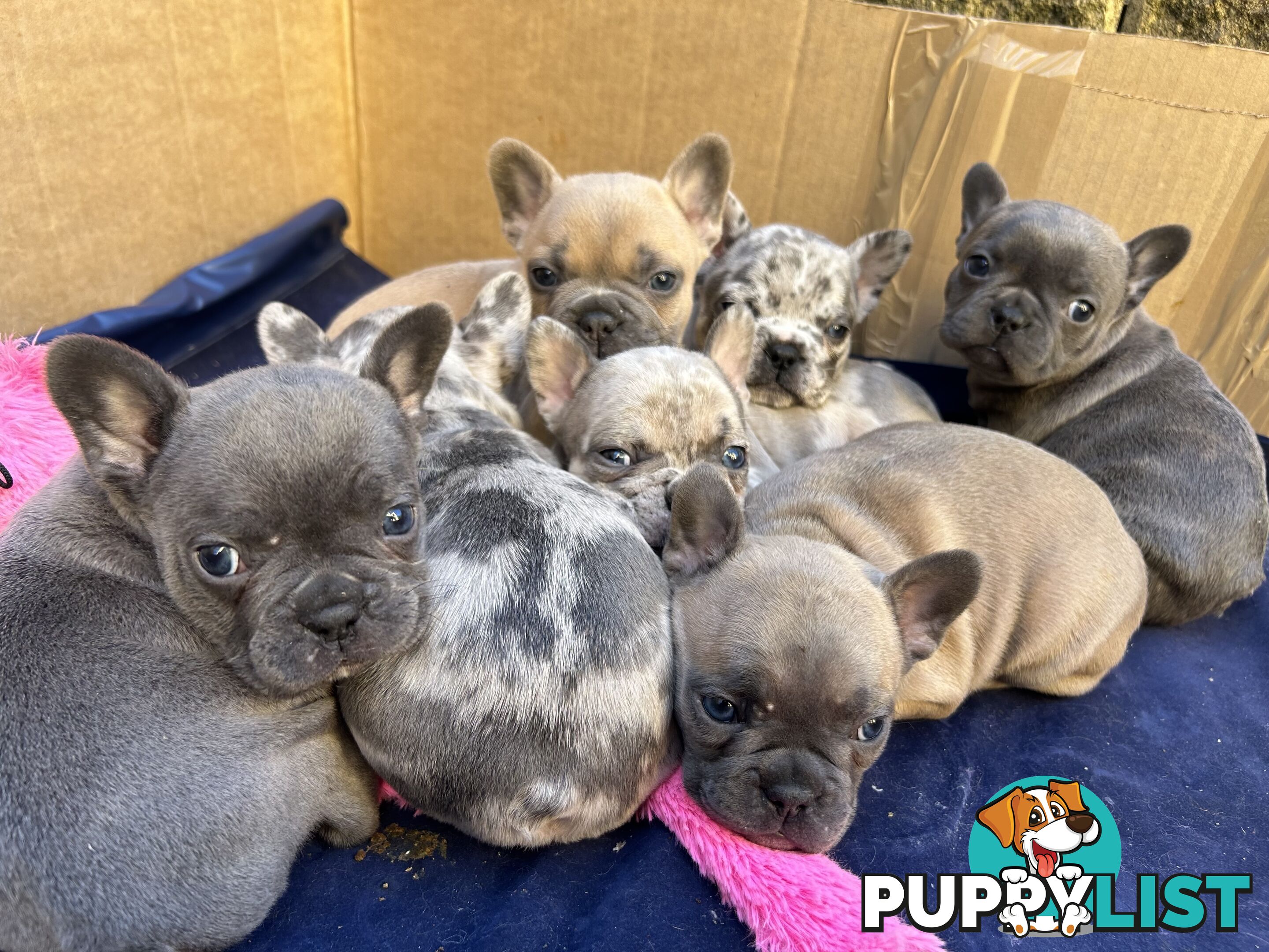 PUREBRED FRENCH BULLDOGS