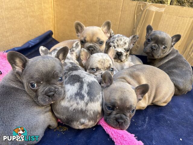 PUREBRED FRENCH BULLDOGS